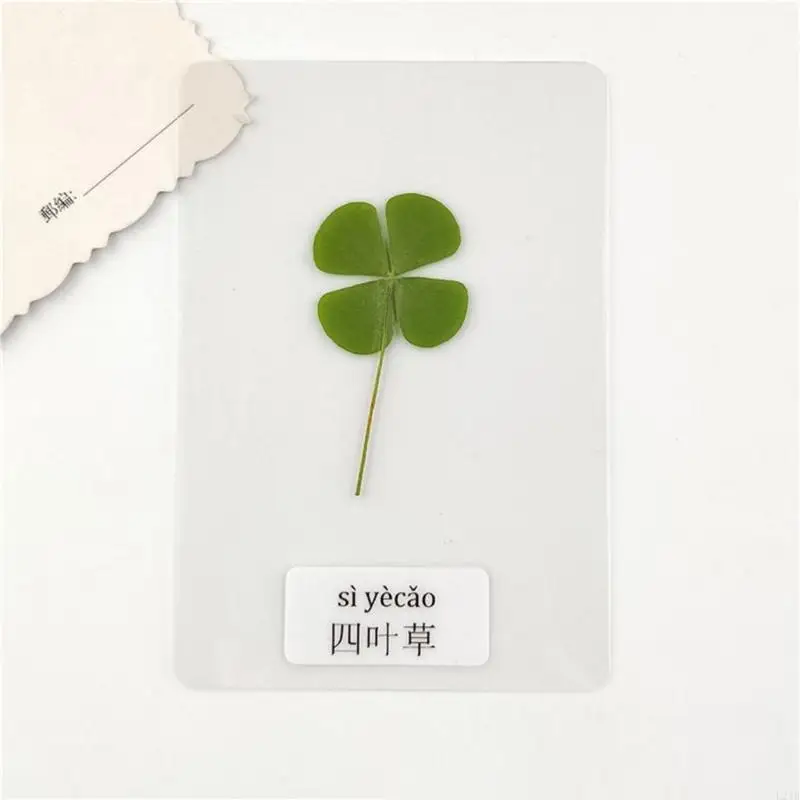 جديد 5 قطعة أوراق مجففة الطبيع - مراجعة Red Clover Flower وسعره